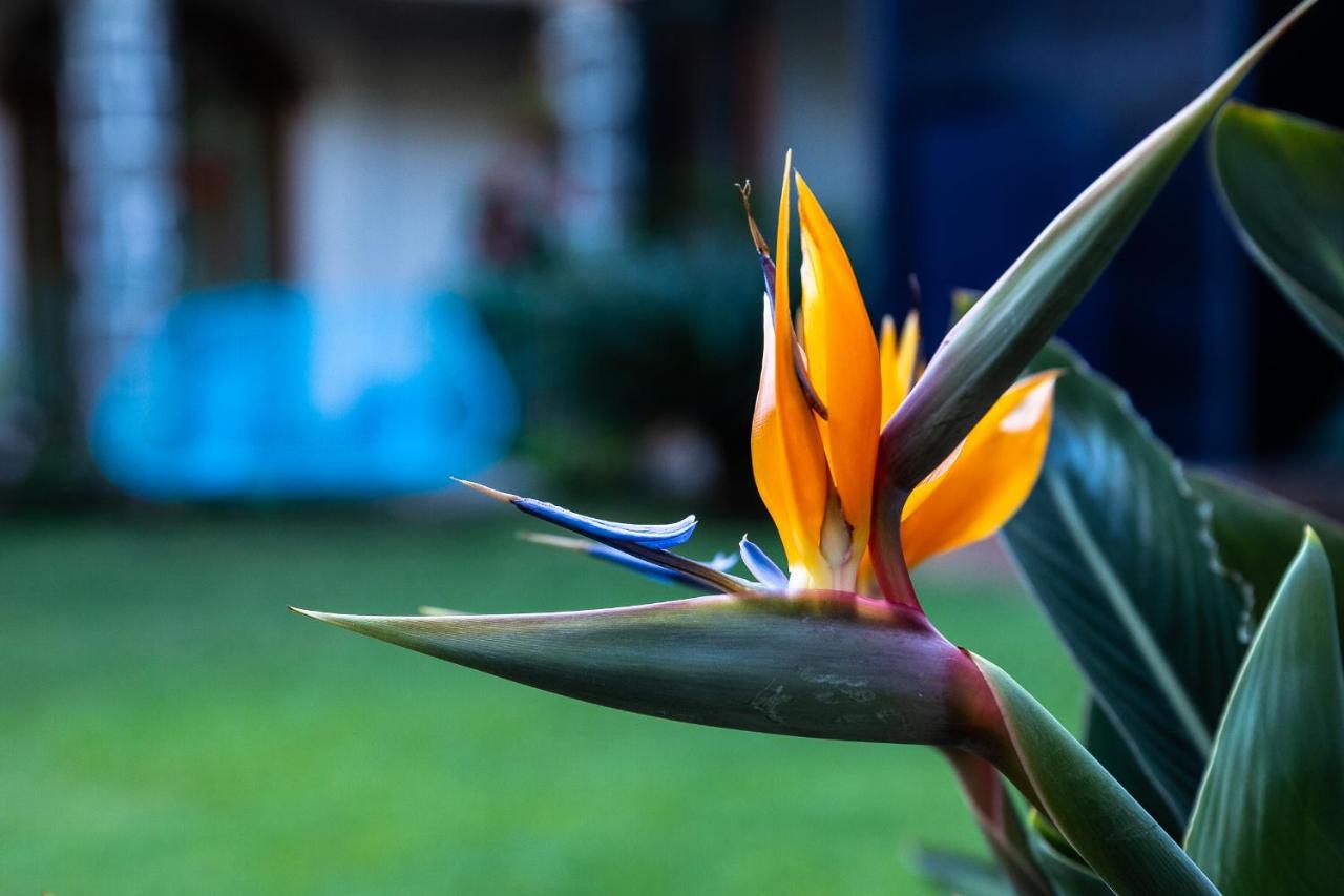 Colibri Turquesa Hotel Tepoztlan Bagian luar foto
